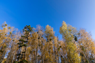 yellowed foliage on birch trees in the autumn season