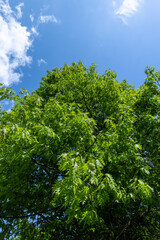 oak with green foliage in the spring season