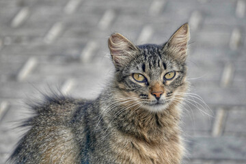 Obraz premium Portrait of an adorable street cat in Morocco