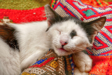 Portrait of an adorable street cat in Morocco