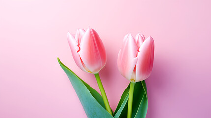 Tulips - Classic Beauty - Pink Flowers