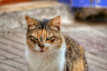 Portrait of an adorable street cat in Morocco