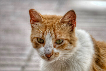 Portrait of an adorable street cat in Morocco