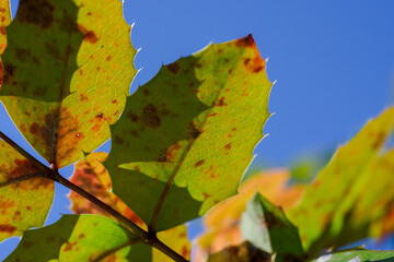 autumn leaves on sky