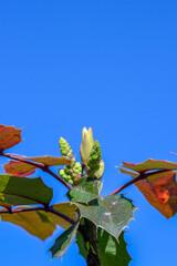 Obraz premium Oregon Grape. Yellow flowers. Latin name - Berberis aquifolium. Blue Mahonia berries or Oregon grapes in autumn garden.