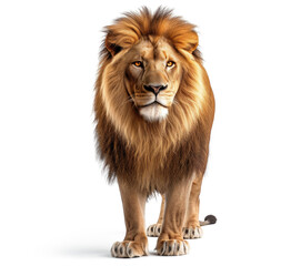 Majestic male lion standing isolated on white background. Front view - obrazy, fototapety, plakaty