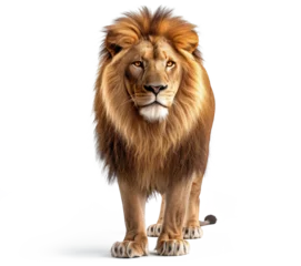 Zelfklevend Fotobehang Majestic male lion standing isolated on white background. Front view © Prompt Images