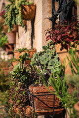 Fototapeta na wymiar clay pots with plants attached to stone wall