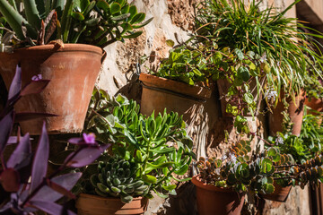 clay pots with plants attached to stone wall