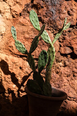 cactus plant with red stone wall in a background