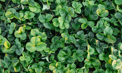 Background of strawberry leaves. Plants bushes with mustache top view close-up. Berry cultivation. Home gardening. Green healthy garden. Natural texture. Abstract pattern. High quality