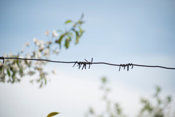flowers bloom on the trees behind the barbed wire