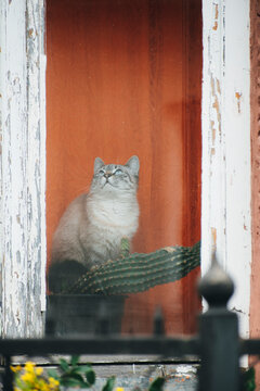 the domestic cat likes to sit on the cactus on the windowsill and look at the yard through the window