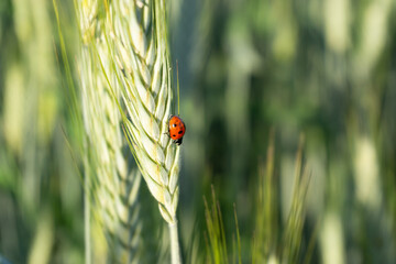 ladybug on grass