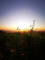 HDR, Sun, sunset, sky, cloud, mountain, flower, nature, lanscape