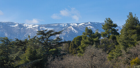 Coniferous Forest On The Background Of Snowy Mountains