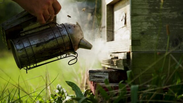 Honey bee wood chip smoker in action on bee hive