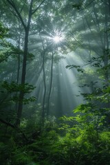 A tranquil forest shrouded in mist, with sunlight filtering through the tranquil trees