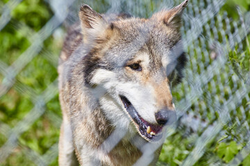 Naklejka na ściany i meble Expressive Wolf Face with Blurred Fence - Eye-Level View at Wolf Park
