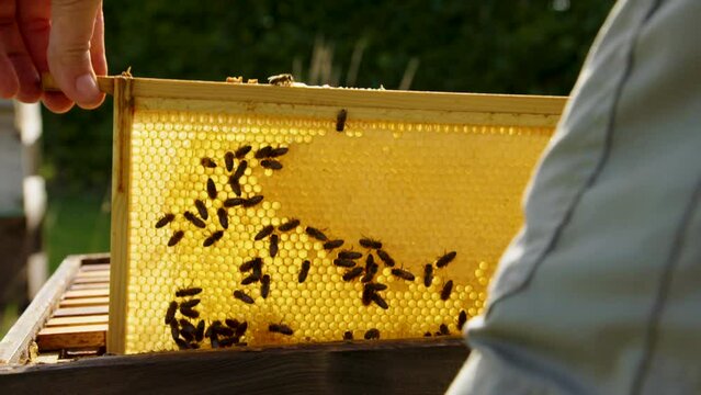 Honey beehive frame glistening in backlit sunlight full of honey wax and bees