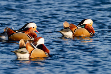 Mandarin Ducks