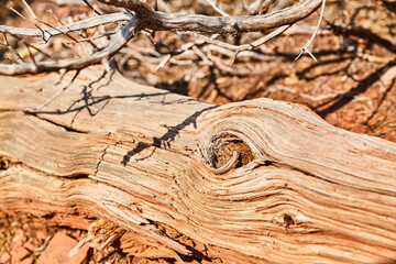 Weathered Log Textures in Arid Landscape Close-Up