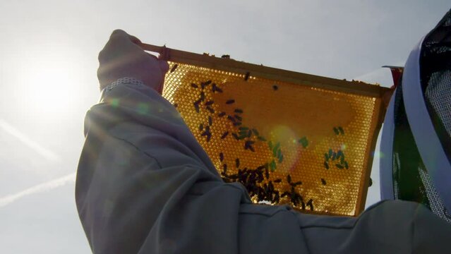Honey beekeeper holding up beehive frame glistening in sunlight honey wax bees