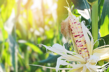 Corn Stalks of Glutinous Corn or Waxy Corn in Organic Corn Plantation