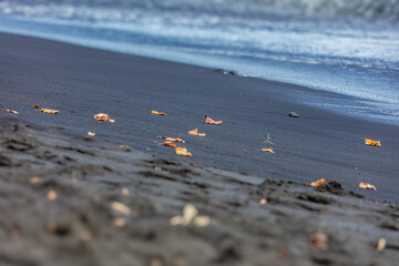 Feuilles mortes sur le sable noir de la plage de Tahaaru à Papara sur l'île de Tahiti