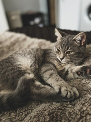 cat sleeping on the bed