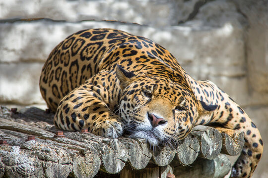 Une belle panth&egrave;re se repose