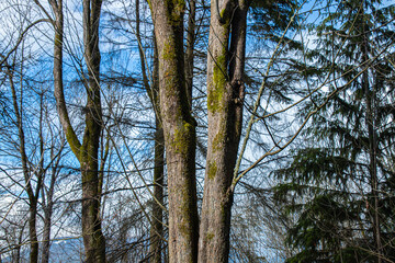 Image of trees in Confederation Park, Burnaby, BC, Canada