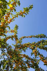 Branches with yellow plums on the tree with the blue sky in the background, in a country house, Corrales del Vino, Zamora, Spain