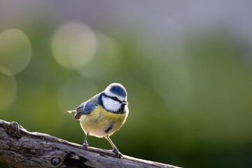 Obraz premium Blue tit