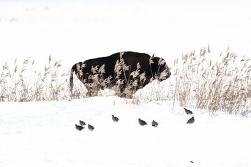 European bison in the snow and grey partridges
