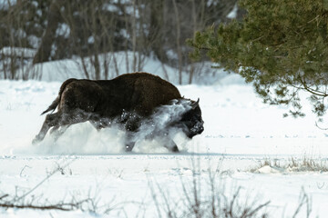 European bison © Michal Kruk