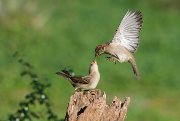 House sparrows fighting for food