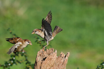 House sparrows fighting for food