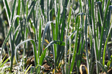 Leeks on a bed at dawn with frost