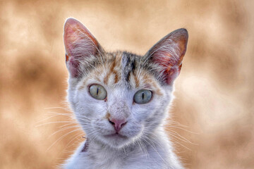 Portrait of an adorable street cat in Morocco