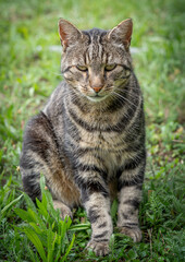Naklejka na ściany i meble Goxwiller, France - 08 07 2022: A striped cat sitting in the green grass of a garden.
