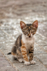 Portrait of an adorable street kitten in Morocco