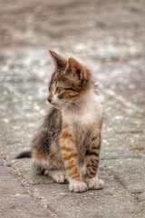 Portrait of an adorable street kitten in Morocco