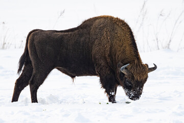 European bison in snow © Michal Kruk
