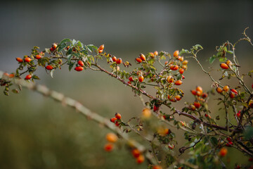 A branch with ripe rosehip berries, close-up.