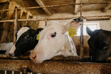 Little cute calves in a stable on a dairy farm, eating special balanced feed.