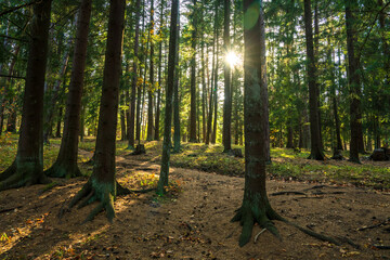 The deep green forest in all its beauty, the sunlight within