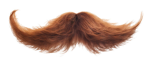 Majestic chestnut brown hair mustache curled at the ends, cut out - obrazy, fototapety, plakaty