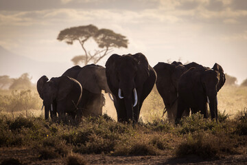 Elephants during safari trip in Amboseli National Park, Kenya