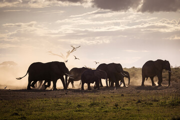 Elephants during safari trip in Amboseli National Park, Kenya